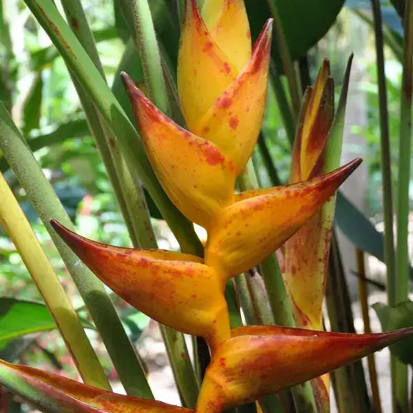 Heliconia Splash (Heliconia champneiana)