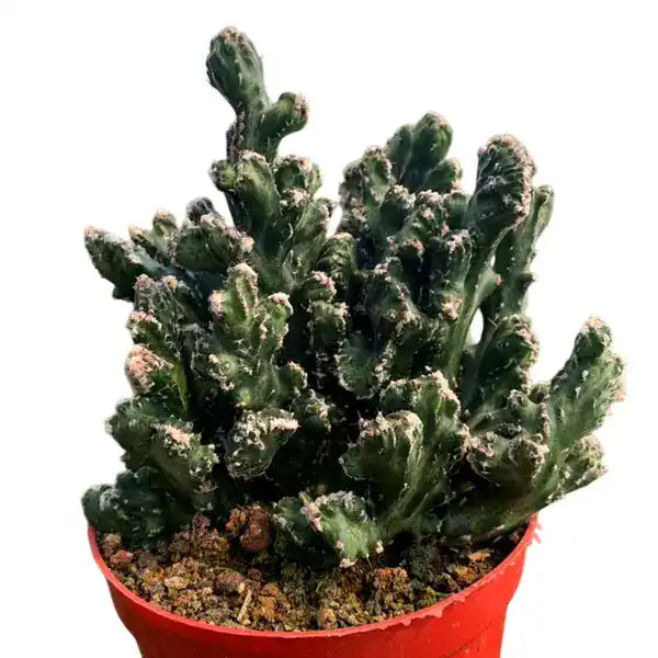 Monvillea speguzzinii cristata