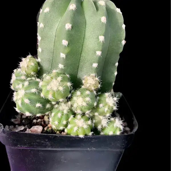 Cactus Echinopsis Inermis