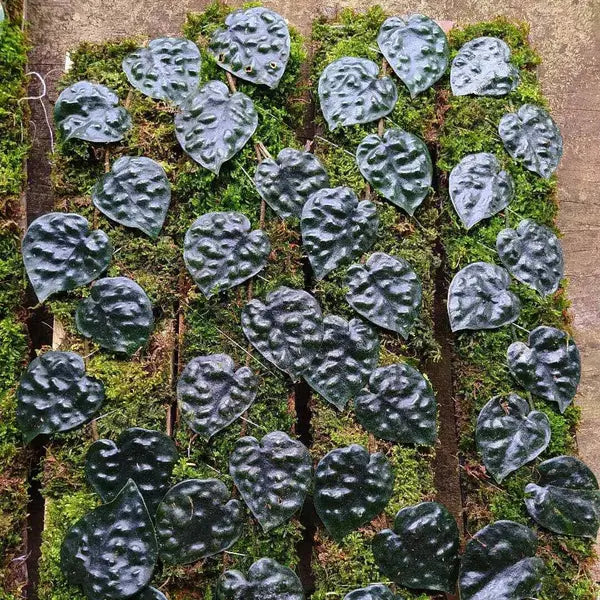 Scindapsus Black Mamba - Rare