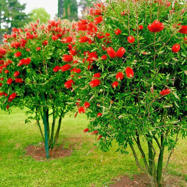 Bottle Brush Red