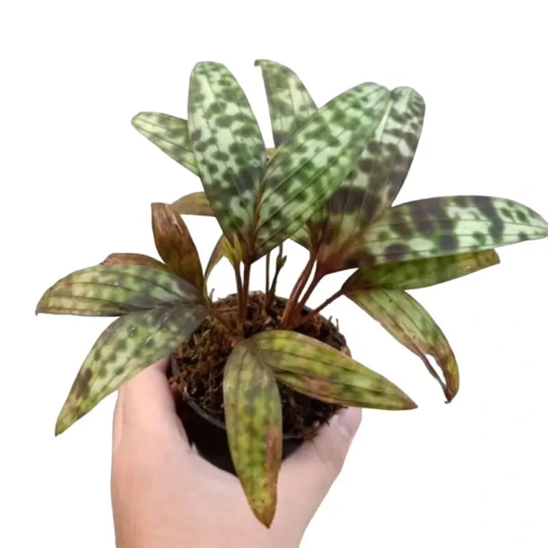 Pinanga Crassipes / Licuala Maculata