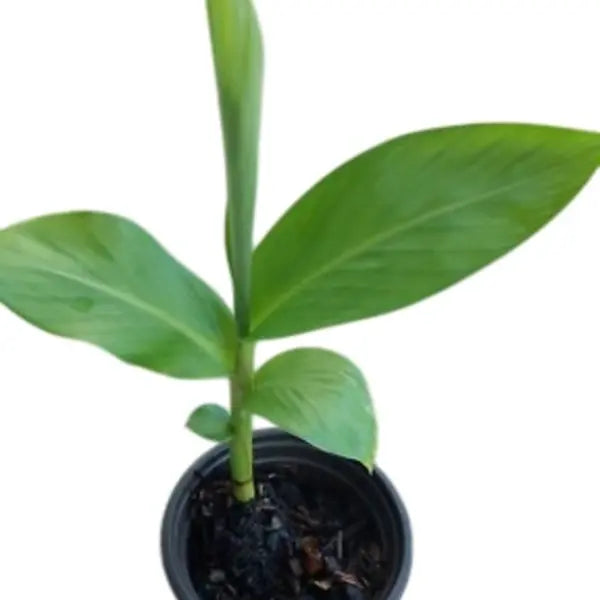 Hedychium Coronarium, Kalyana Sougandhikam