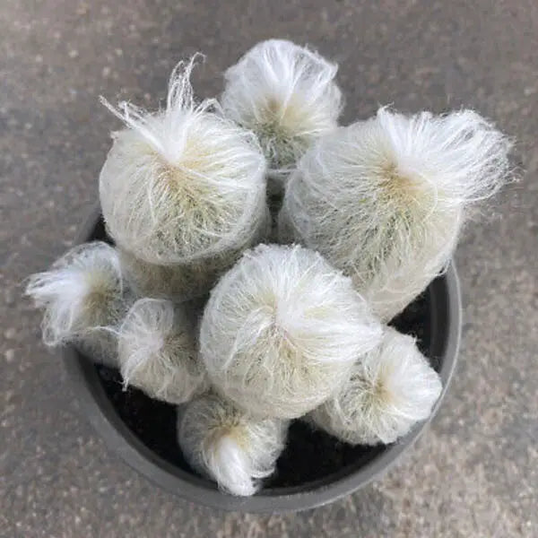 Old Man Cactus (Cephalocereus Senilis)