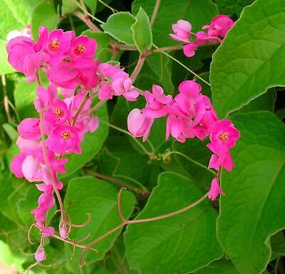 Antigonon leptopus coral vine (Mexican creeper)