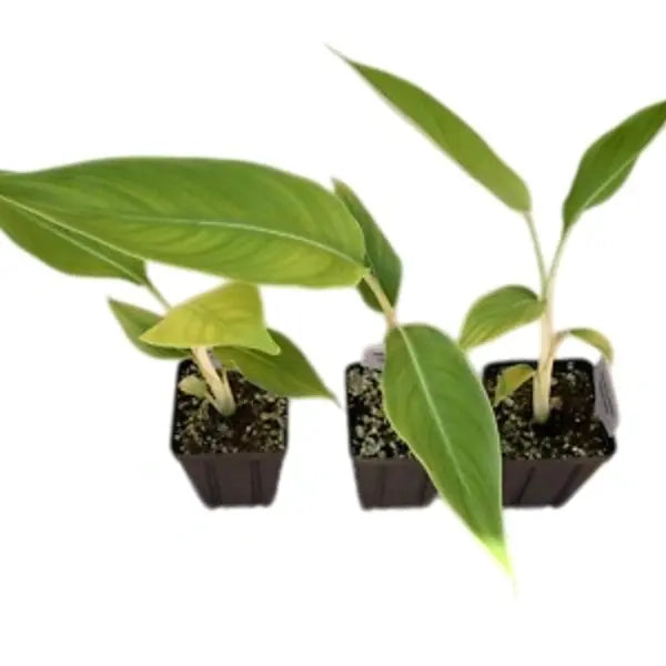 Heliconia Nappi Yellow