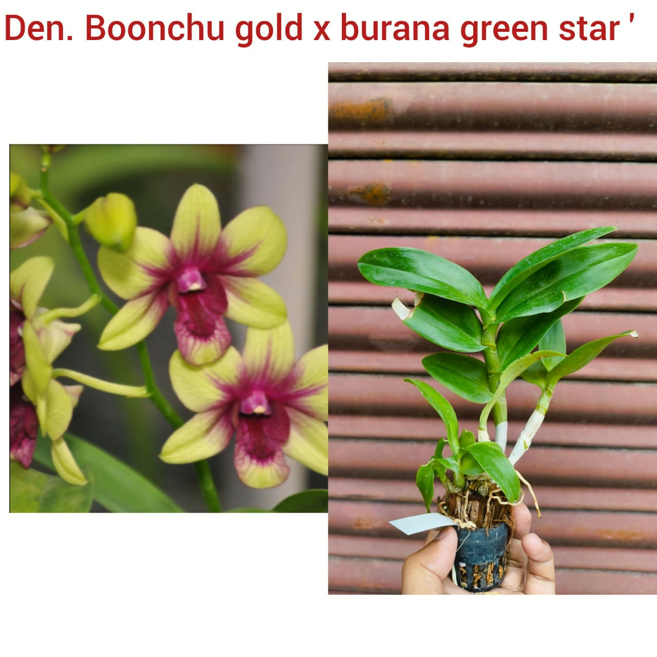 Dendrobium Orchid Boonchu Gold x Burana Green Star