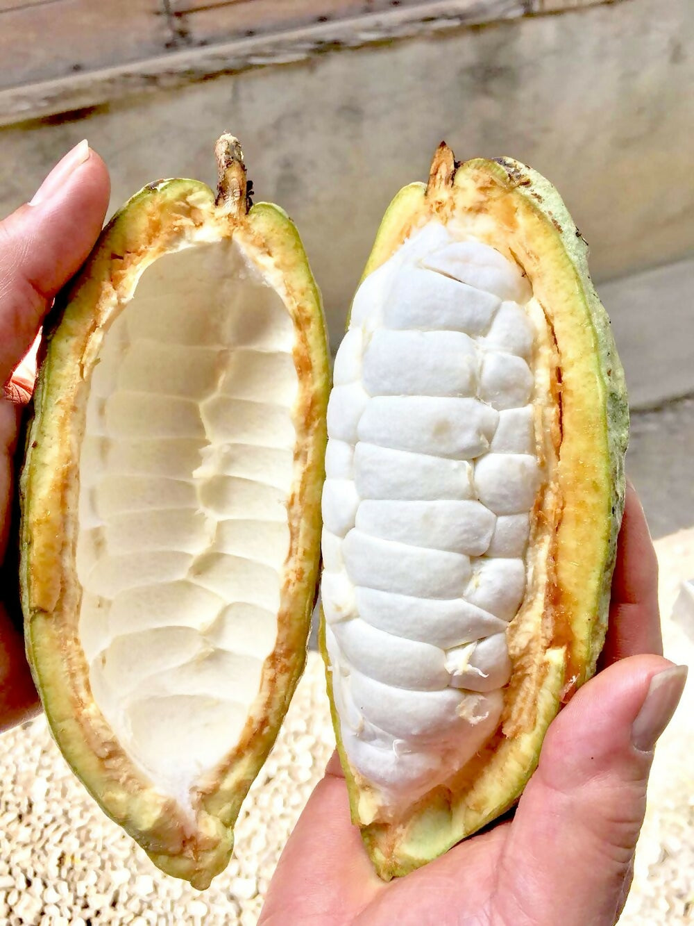 Cocoa Fruit Plants (Theobroma Cacao)