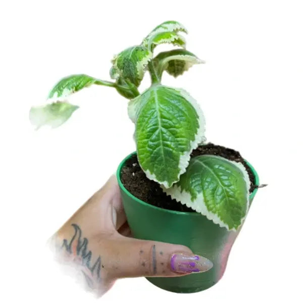 Plectranthus, Indian Borage, Spanish Thyme, Variegated Cuban Oregano 'Variegated' (Plectranthus amboinicus variegated)