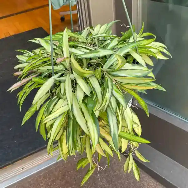 Hoya sp Premium Variegated Wayetii - Rare