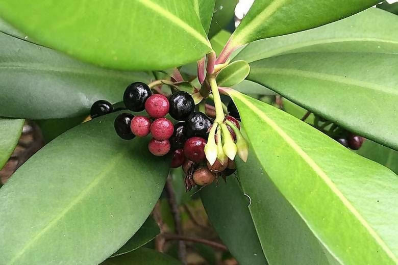 Coralberry Fruit Plants (Ardisia Elliptica)