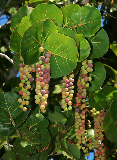 Sea Grape Live Plant (Coccoloba uvifera)