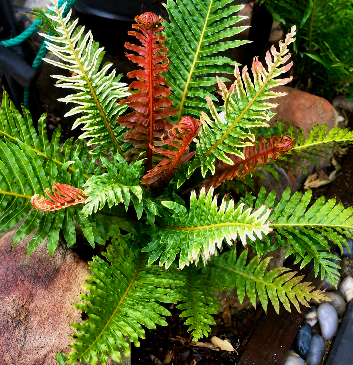 Volcano Fern