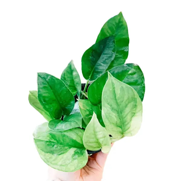 emerald pothos plant Pothos Emerald, Epipremnum Aureum Emerald – Foliages.in
