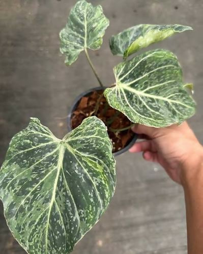 Philodendron Gloriosum Snow Leopard- Aloevera Greens