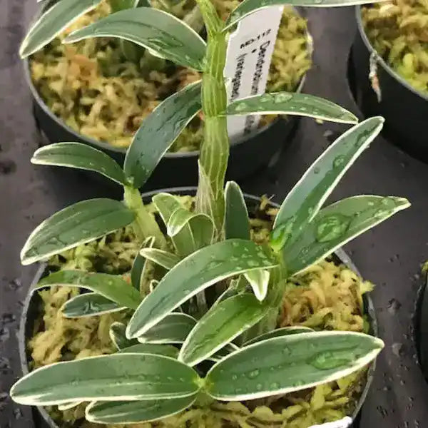 Dendrobium Burana Green Variegated - Rare Orchid