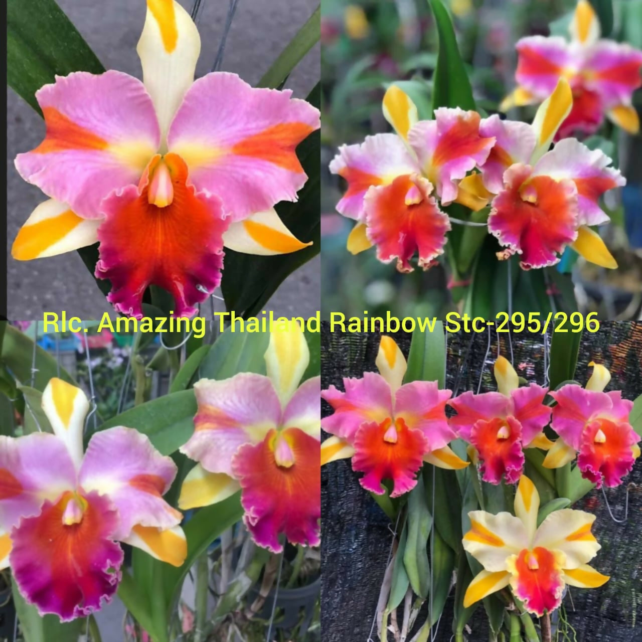 Cattleya Rlc Amazing Thailand Rainbow Stc-295/296- Blooming size