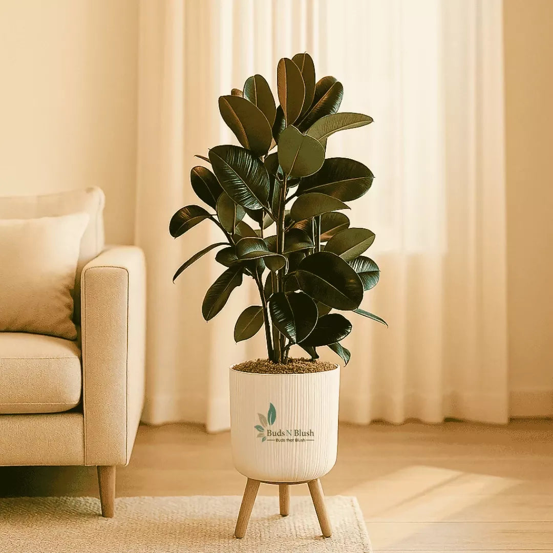 Rubber Plant Ficus Elastica ‘Burgundy’