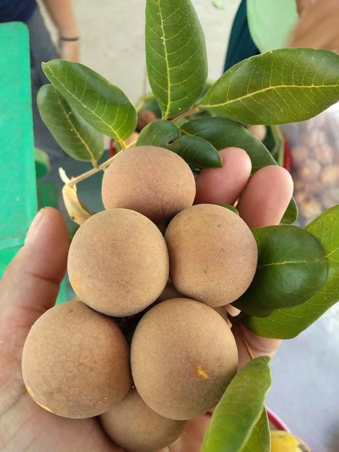 Ping Pong Longan Fruit Plant (Dimocarpus longan)