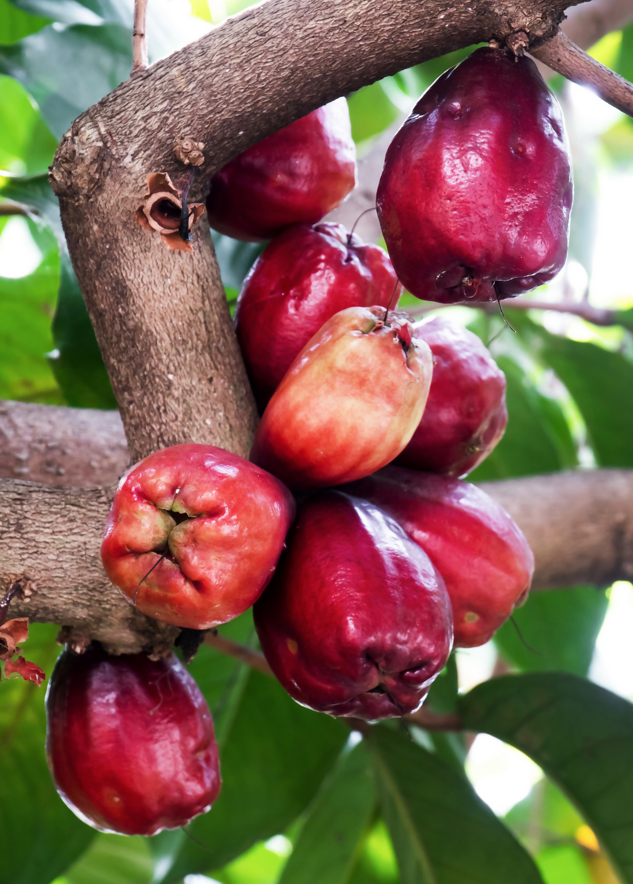 Malay Apple Live Plant (Syzygium malaccense)