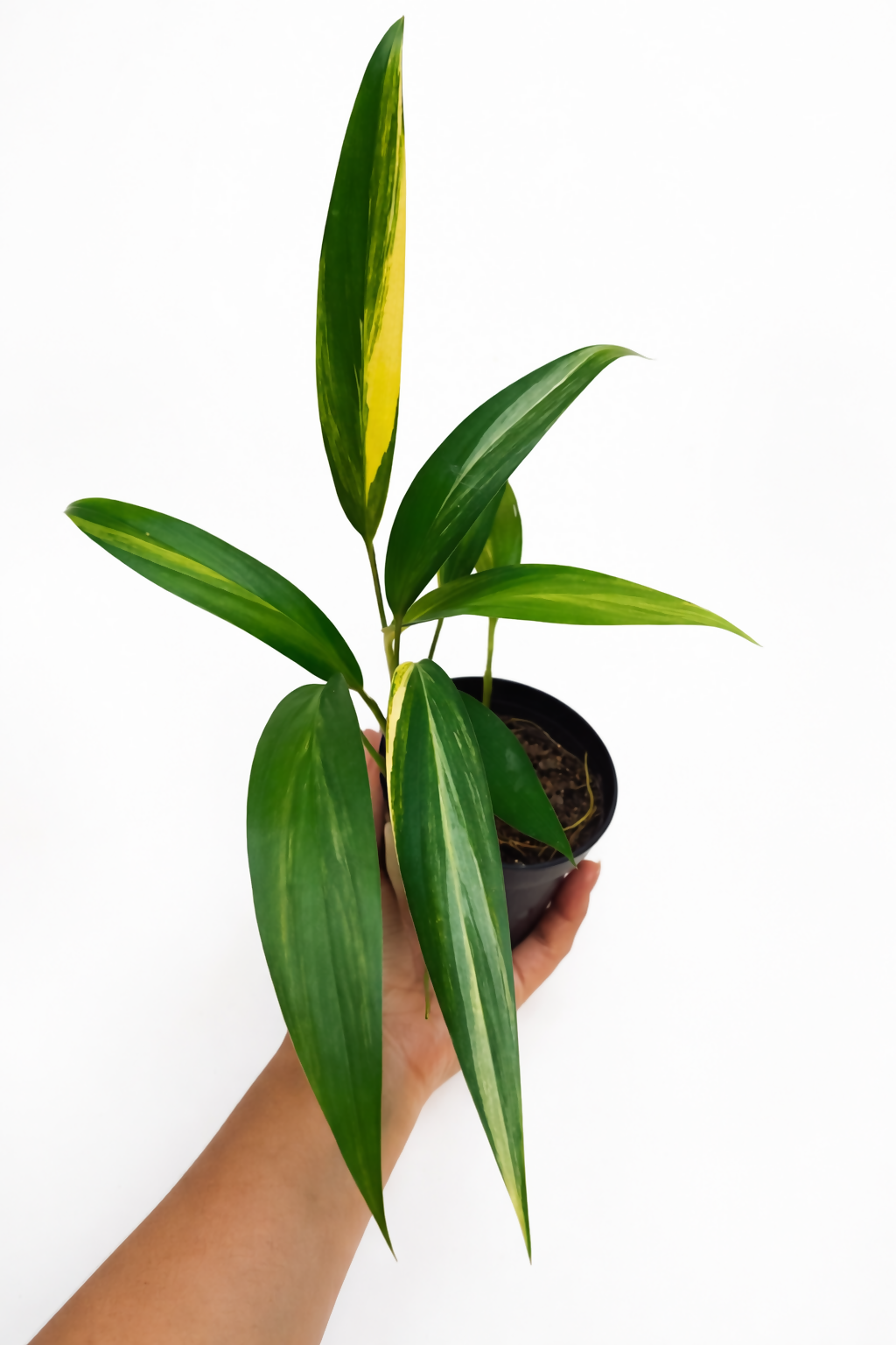 Epipremnum Amplissimum Variegated Plant