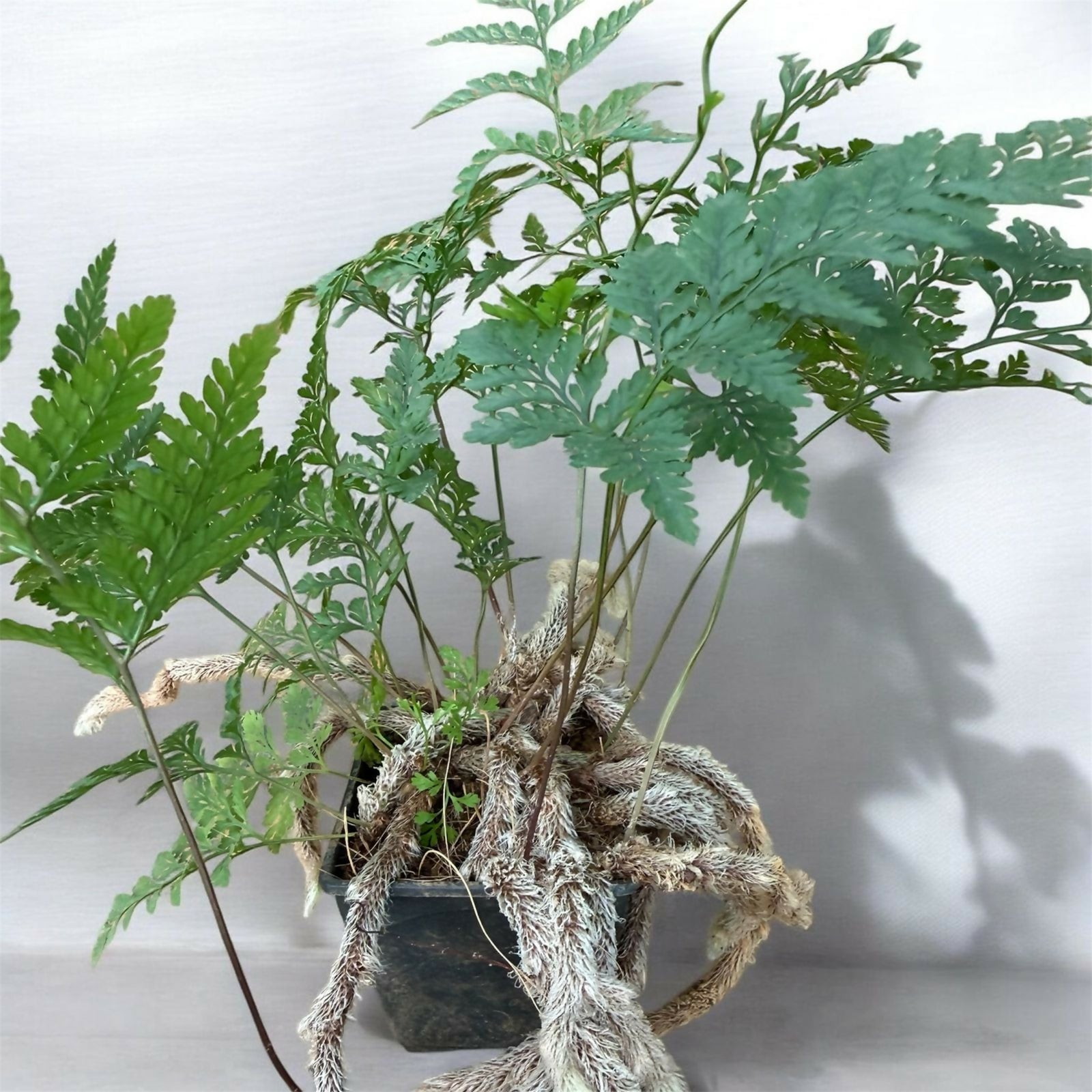 Rabbit's Foot Fern