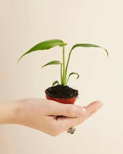 Monstera Burle Max Flame