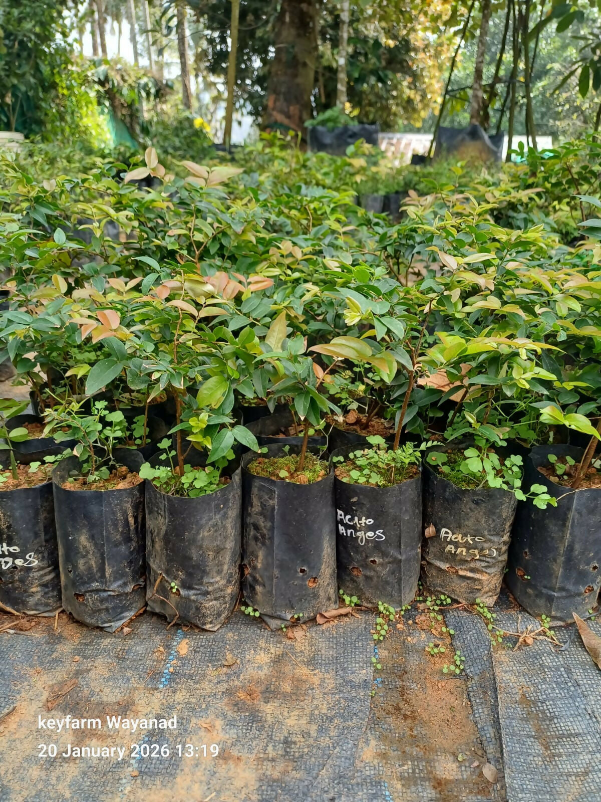 Otto Andessa Jaboticaba – Rare Grape -Auto andeson Keyfarm Wayanad