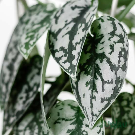 Silver scindapsus