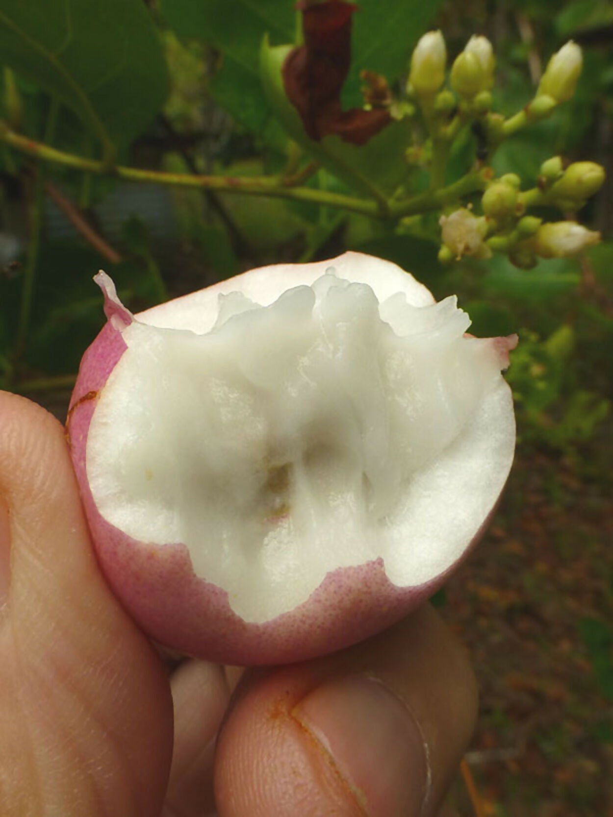 Cocoplum Fruit Plants (Chrysobalanus Icaco)
