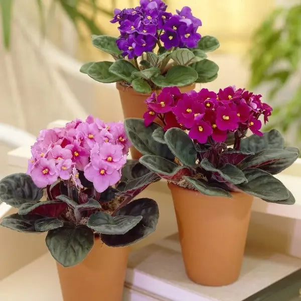African Violet Saintpaulia (Mixed Colours)