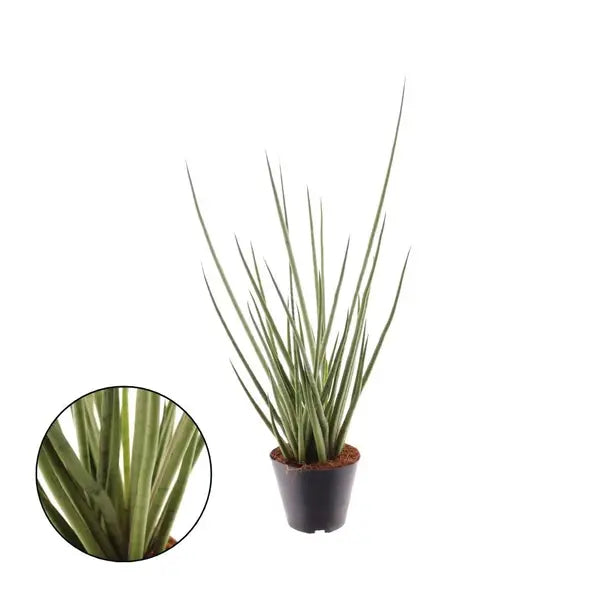 medusa sansevieria Sansevieria Cylindrica Medusa – Foliages.in
