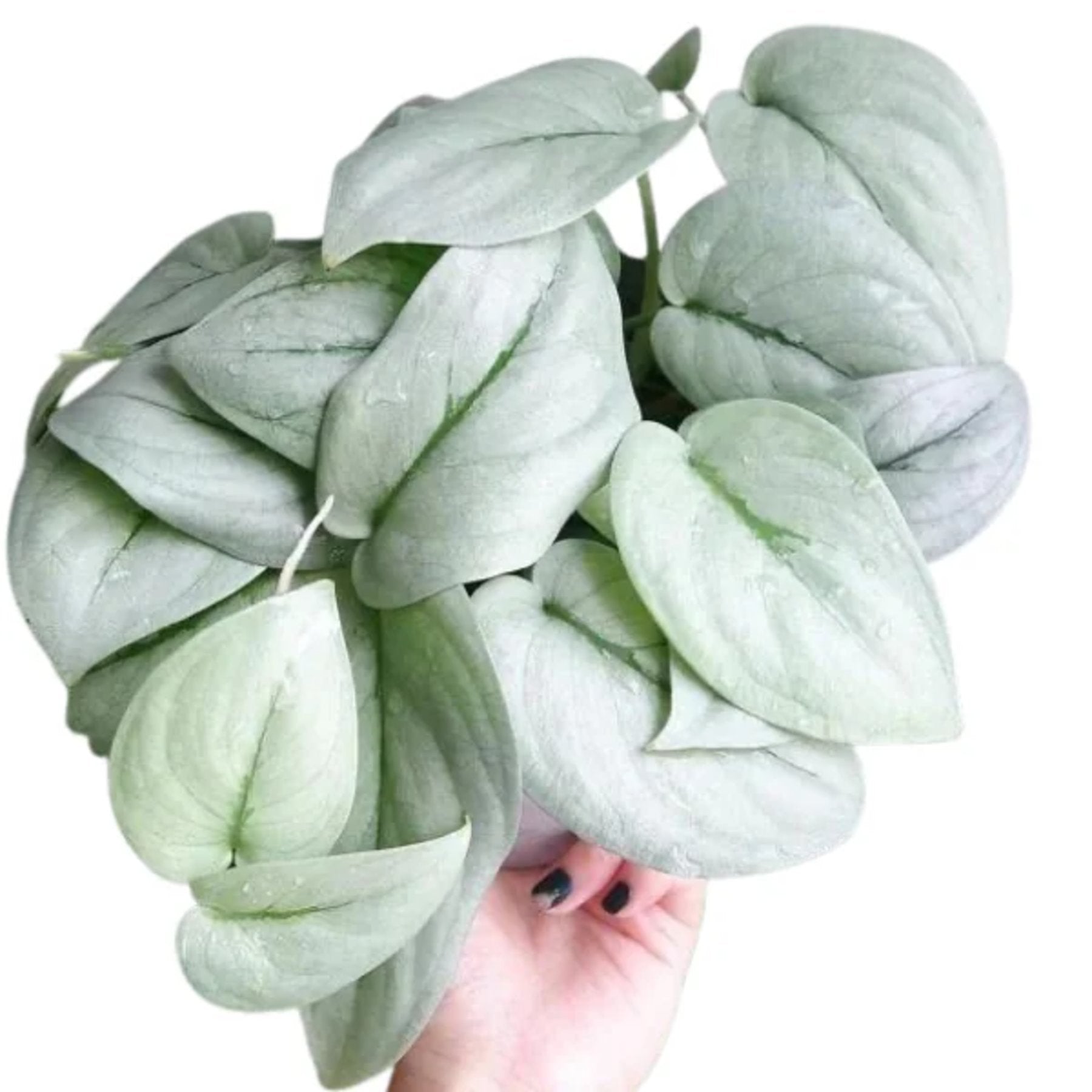 Scindapsus Platinum Java – Lush variegated foliage in natural light – Foliages India