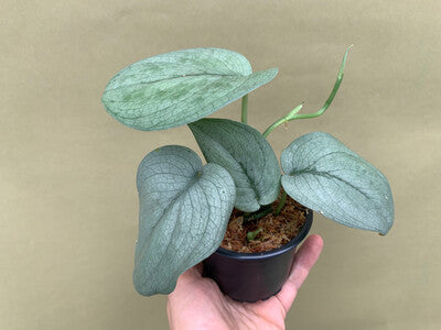 Scindapsus platinum silver