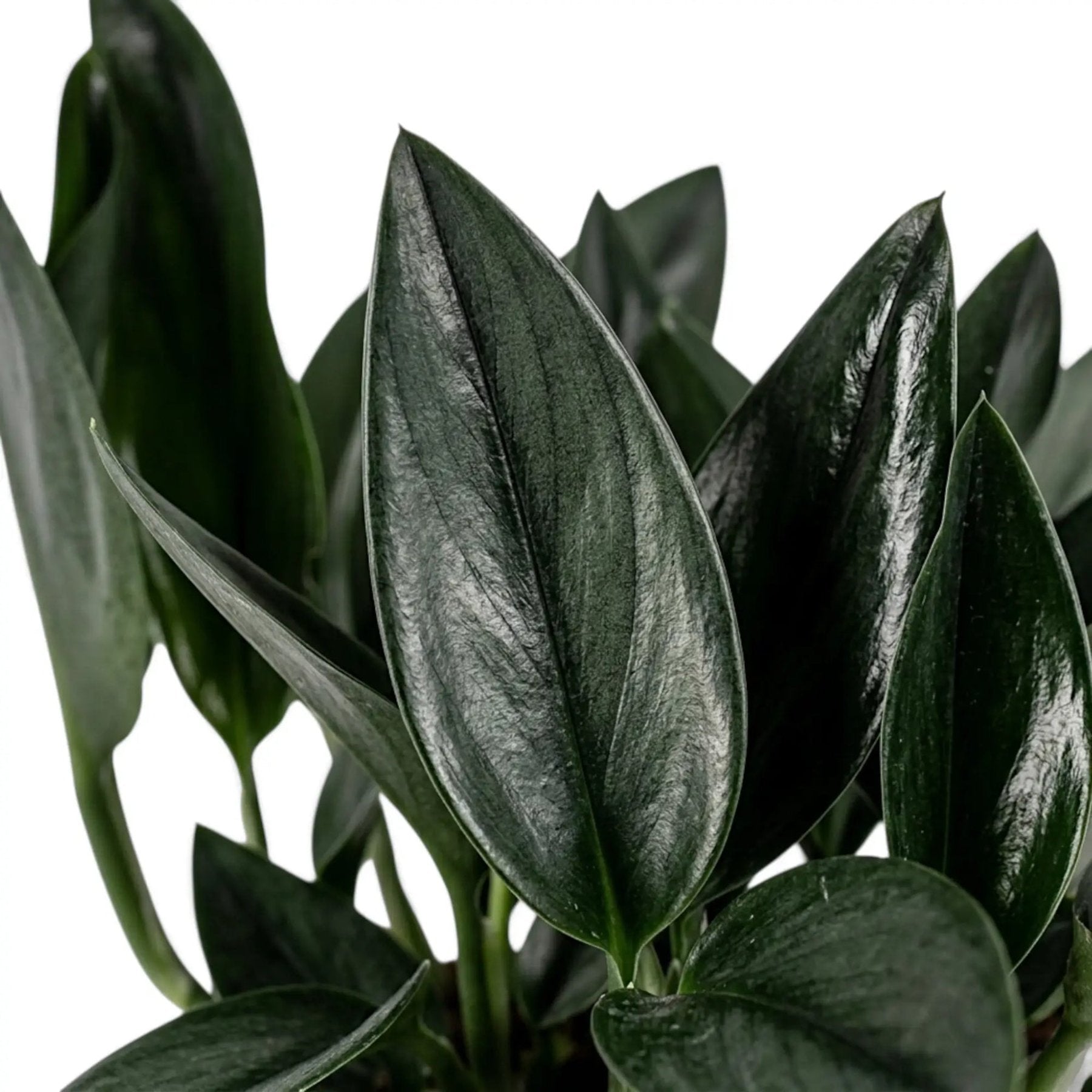 Black Dove Pothos – dark form Scindapsus foliage – Foliages India