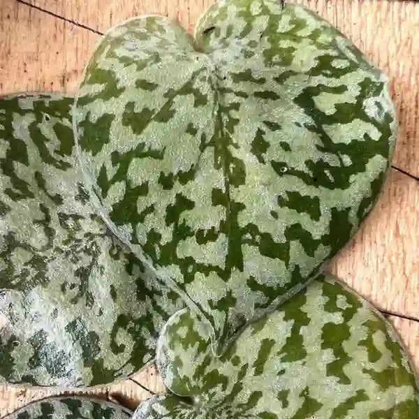 Scindapsus Pictus Haask | Snake Scale Silver Platinum - Super Rare