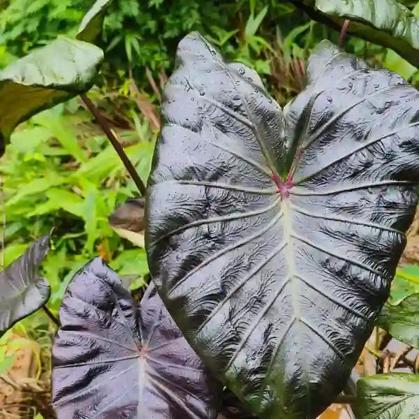 Colocasia 4 Varieties Pack