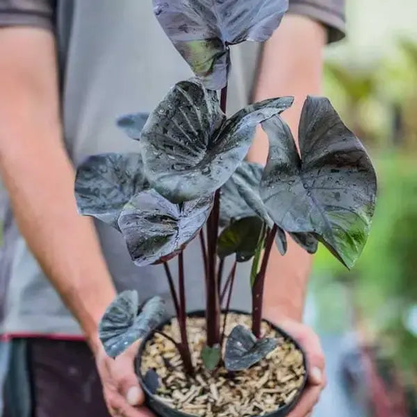 Colocasia Scrab Plant