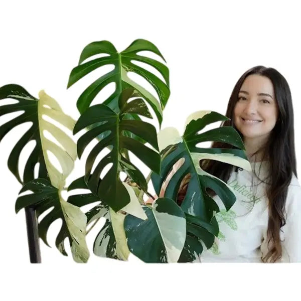 Monstera Mint Noid - Rare
