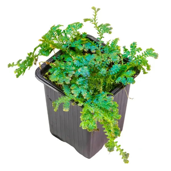 Selaginella Uncinata, Blue Spikemoss, Peacock Fern - Creeper