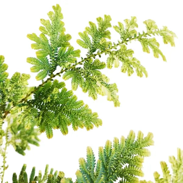 Selaginella Willdenowii Variegated - Super Rare