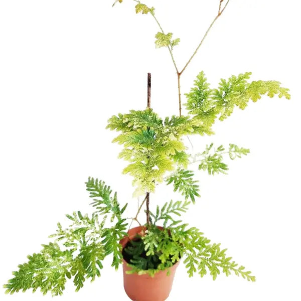 Selaginella Willdenowii Variegated - Super Rare