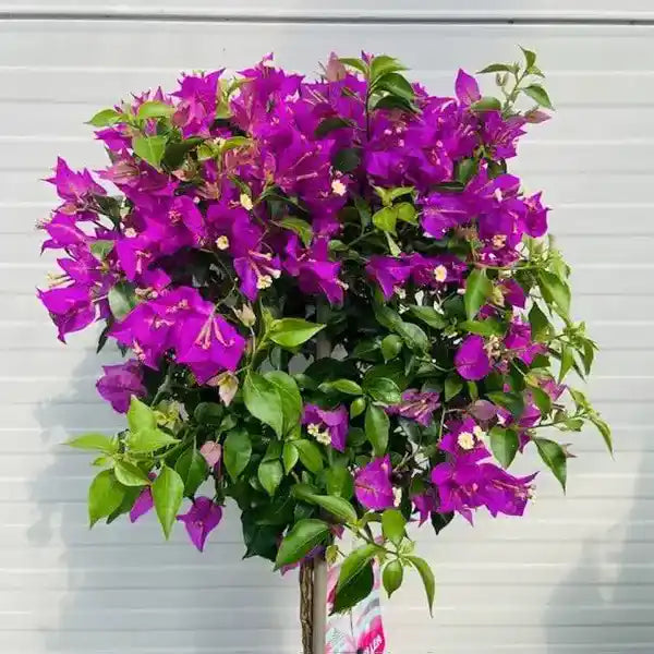 Bougainvillea Violet September