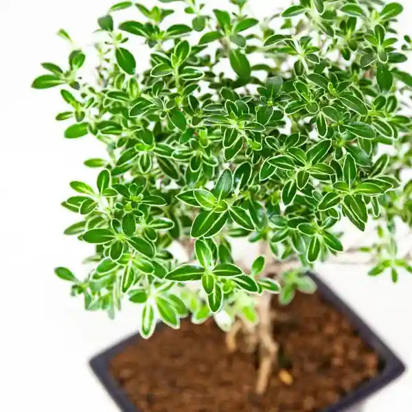 Serissa foetida variegated,Serissa Variegated, Snow Rose