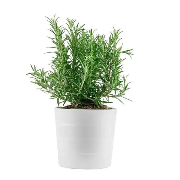 Rosemary Plant