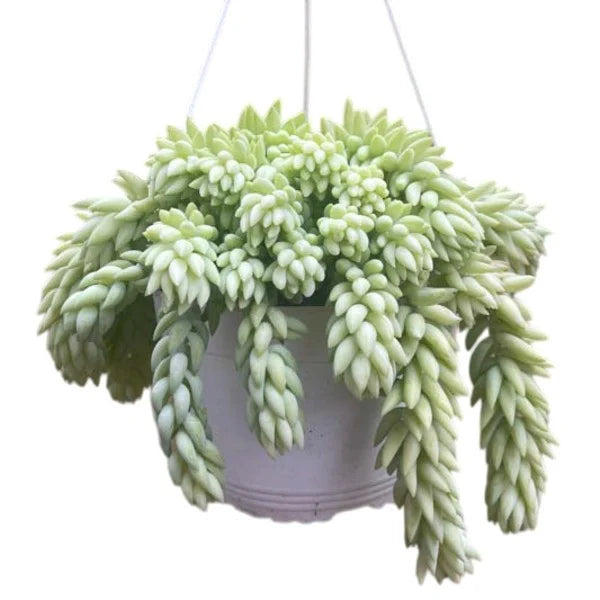 Donkey's Tail (Sedum morganianum)