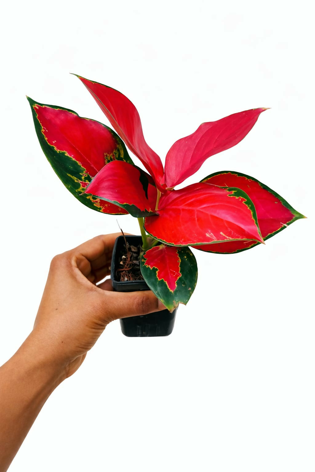 Aglaonema Thai Red