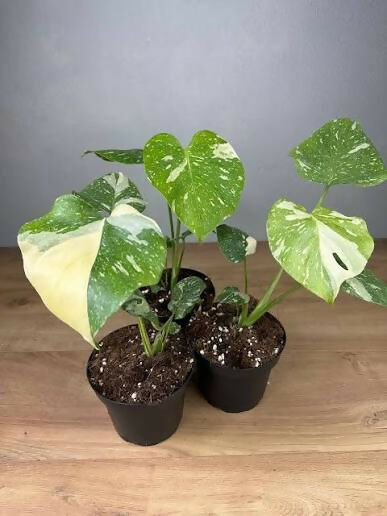Monstera Deliciosa Thai constellation Variegated – Rare Collector's Plant - Aloevera Greens