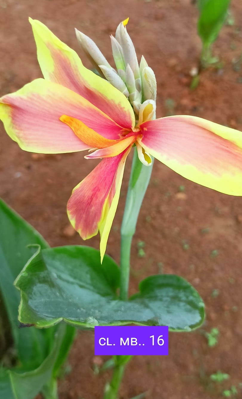 Healthy Canna Lily Bulb CL.MB..16 carefully cultivated by Plant Doctor nursery