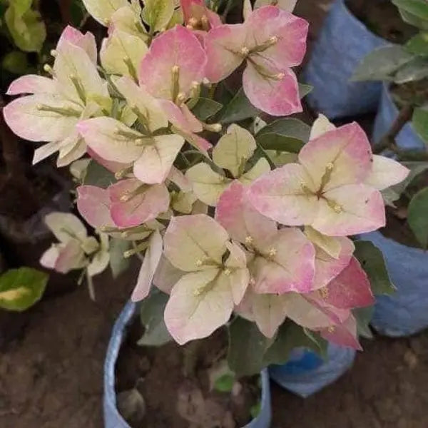 Bougainvillea Silver Delight